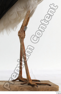 Black stork leg 0013.jpg